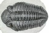 Huge Phacopid (Drotops) Trilobite - Issoumour, Morocco #363233-3
